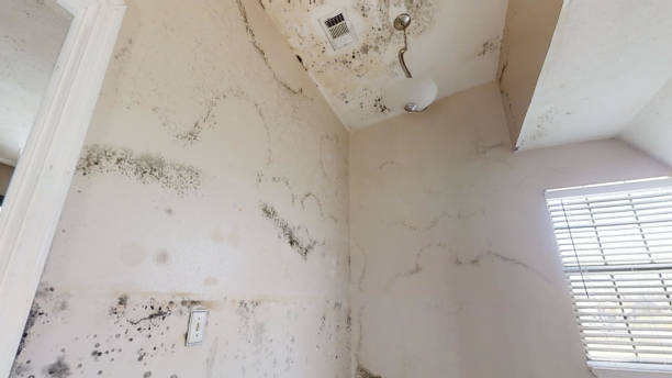 Best Real Estate Mold Inspection  in Topeka, IN