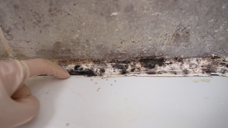 Best Dehumidification Services  in Topeka, IN