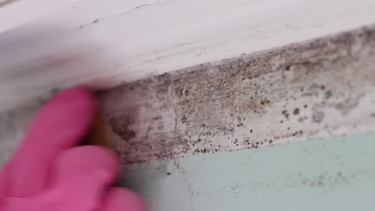 Trusted Topeka, IN Mold Removal Experts